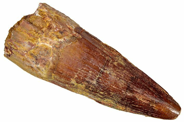 Fossil Spinosaurus Tooth - Real Dinosaur Tooth #301283